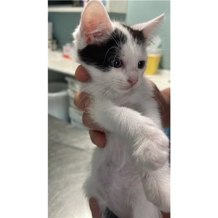 Matricola, Bianco Nero female puppy European Shorthair for adoption at Canile della Muratella, Rome