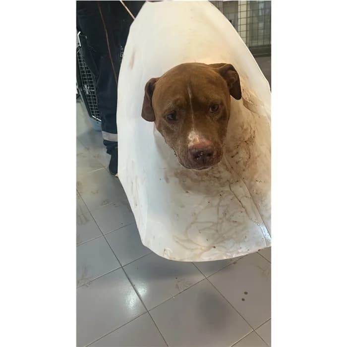 Genoveffa, Fulvo male senior Pit Bull Terrier for adoption at Canile della Muratella, Rome