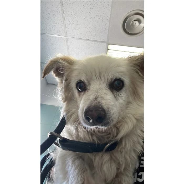 Genoveffa, Bianco male senior mixed breed for adoption at Canile della Muratella, Rome
