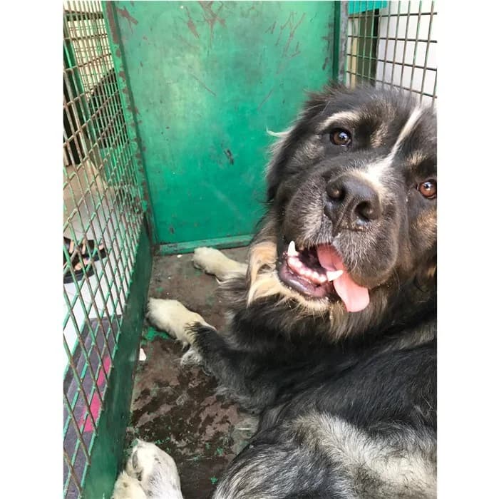 Genoveffa, Nero Focato male senior mixed breed for adoption at Canile della Muratella, Rome