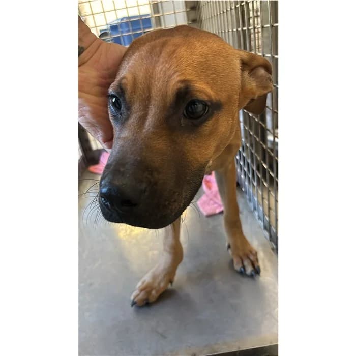 Ruspa, Fulvo male puppy Pit Bull Terrier for adoption at Canile della Muratella, Rome