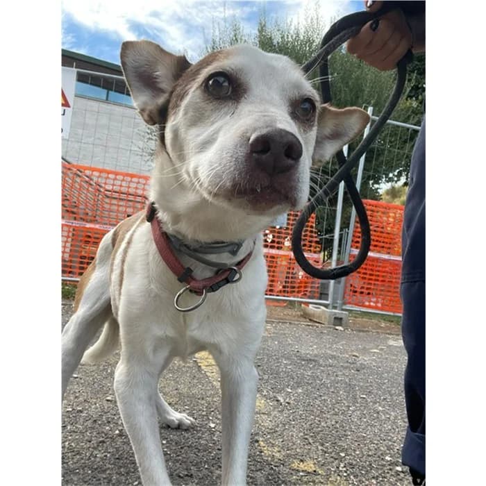 Kamila, bianco marrone male senior mixed breed for adoption at Canile della Muratella, Rome