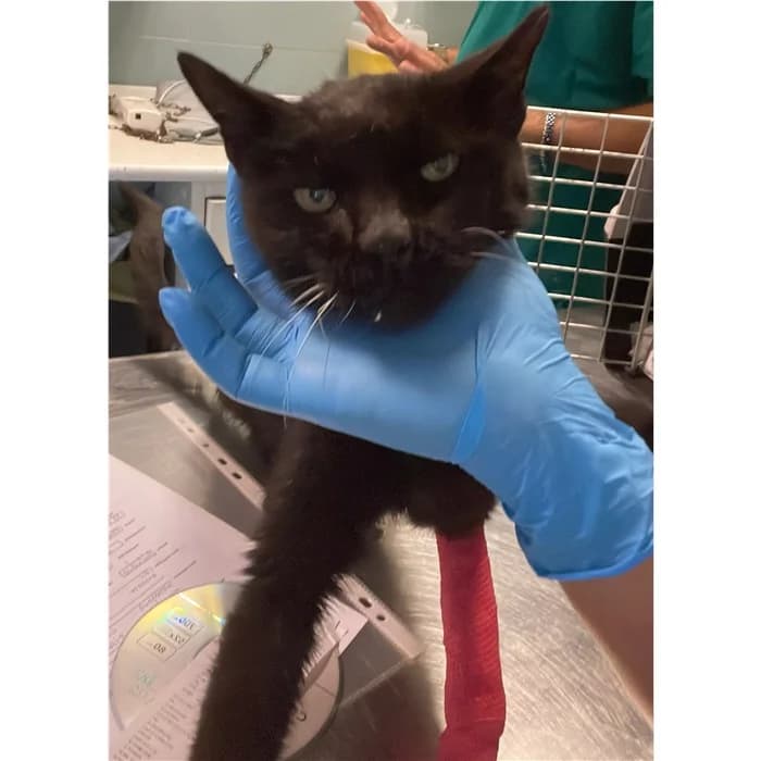 Matricola, Nero female 7yo European Shorthair for adoption at Canile della Muratella, Rome