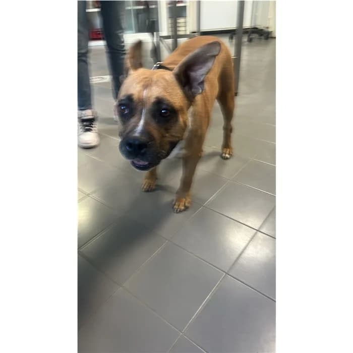 Ruspa, Fulvo female senior American Staffordshire Terrier for adoption at Canile della Muratella, Rome