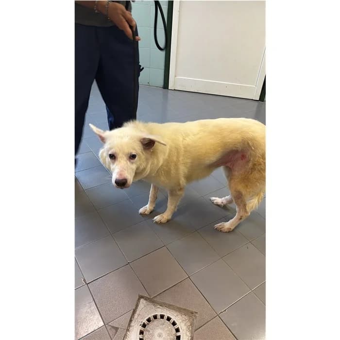 Kamila, Bianco female young mixed breed for adoption at Canile della Muratella, Rome