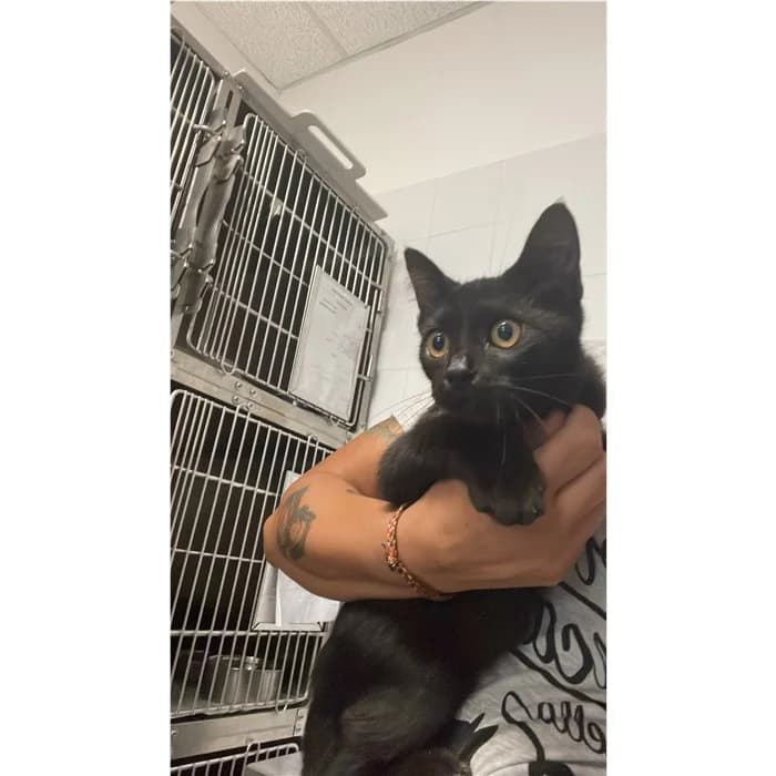 Matricola, Nero male puppy European Shorthair for adoption at Canile della Muratella, Rome