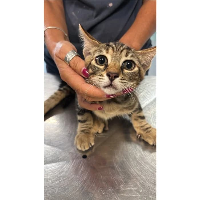Matricola, Tigrato female puppy European Shorthair for adoption at Canile della Muratella, Rome