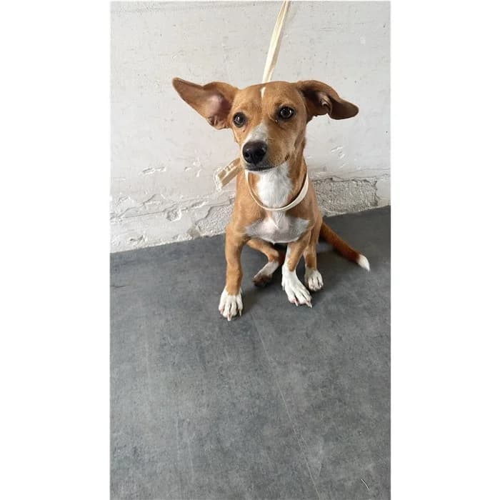 Matricola, fulvo bianco female puppy mixed breed for adoption at Canile della Muratella, Rome