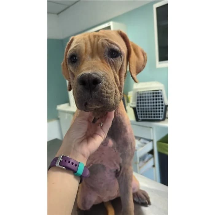 Asia, fulvo bianco female puppy Pit Bull Terrier for adoption at Canile della Muratella, Rome