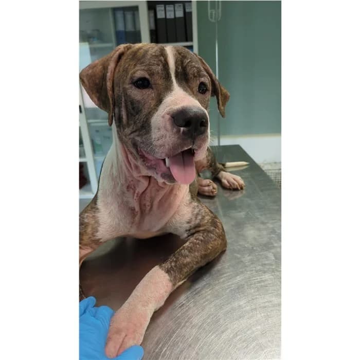 Matricola, bianco tigrato female puppy mixed breed for adoption at Canile della Muratella, Rome