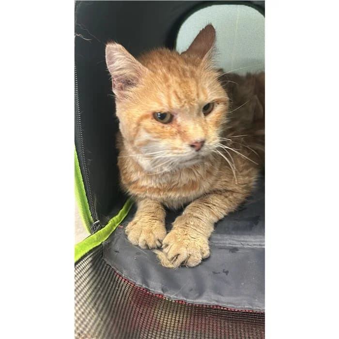 Matricola, Rosso tigrato male senior European Shorthair for adoption at Canile della Muratella, Rome