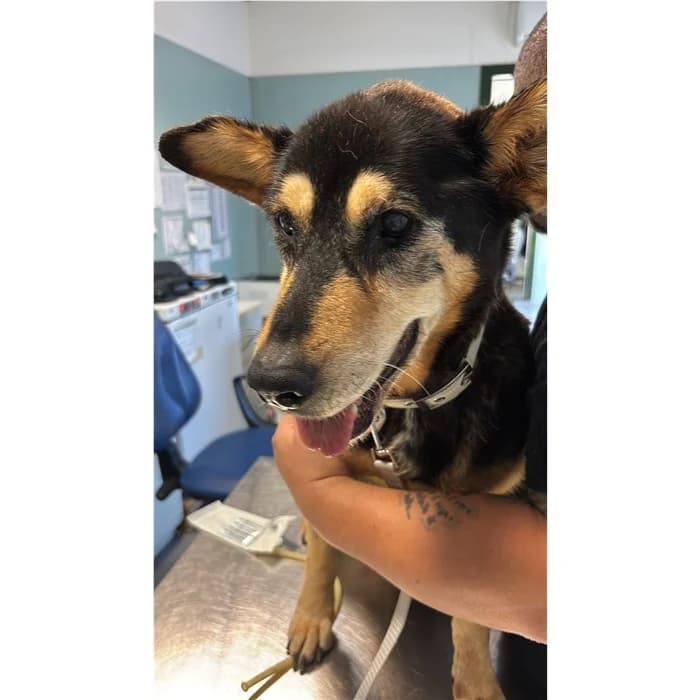 Matricola, Nero Focato female senior mixed breed for adoption at Canile della Muratella, Rome