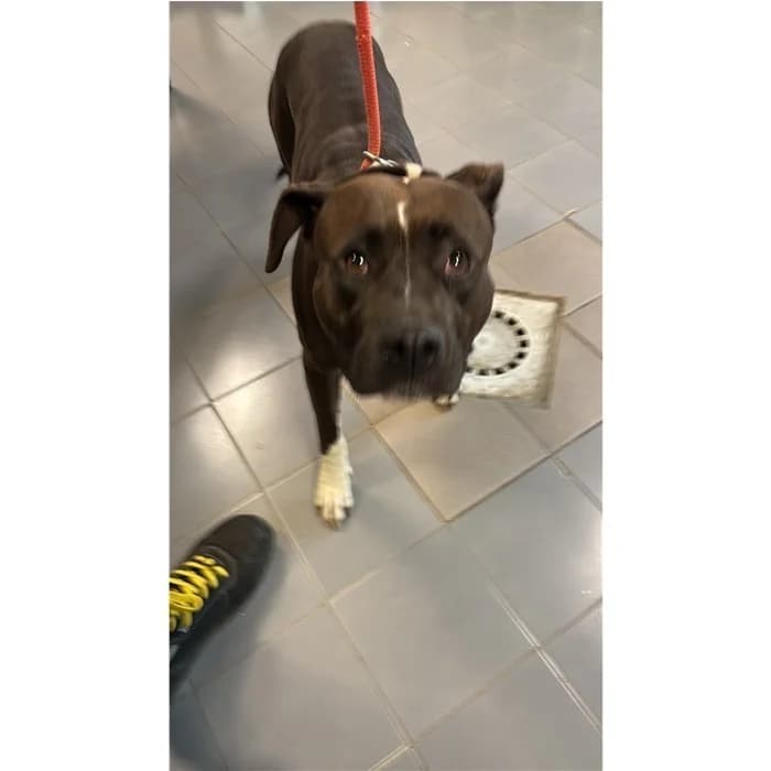 Matricola, marrone bianco female puppy Pit Bull Terrier for adoption at Canile della Muratella, Rome