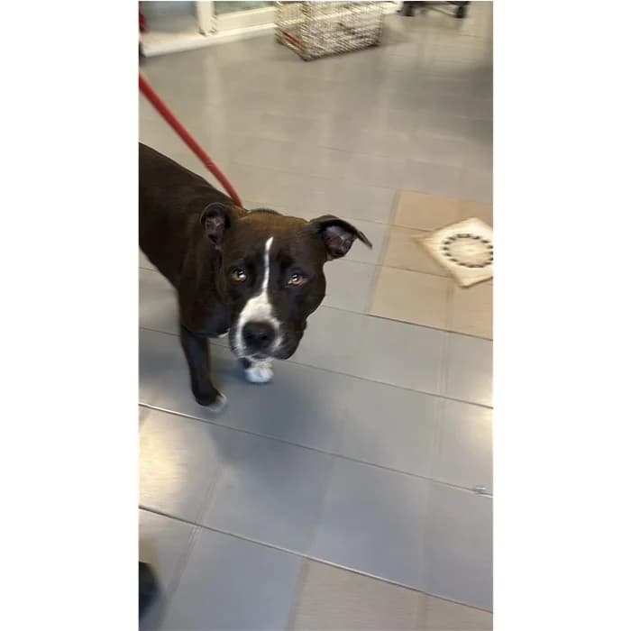 Matricola, Nero Bianco female young Pit Bull Terrier for adoption at Canile della Muratella, Rome