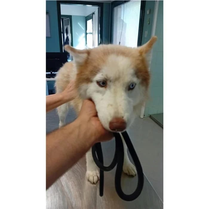 Matricola, bianco arancio female young Husky for adoption at Canile della Muratella, Rome