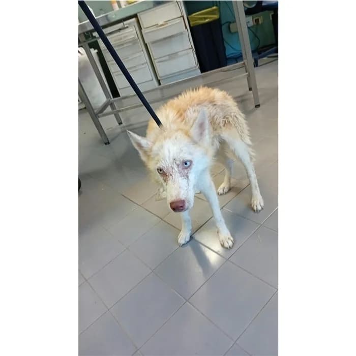 Matricola, bianco arancio male young Husky for adoption at Canile della Muratella, Rome