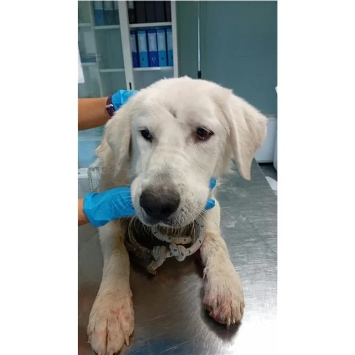 Matricola, Bianco female young mixed breed for adoption at Canile della Muratella, Rome
