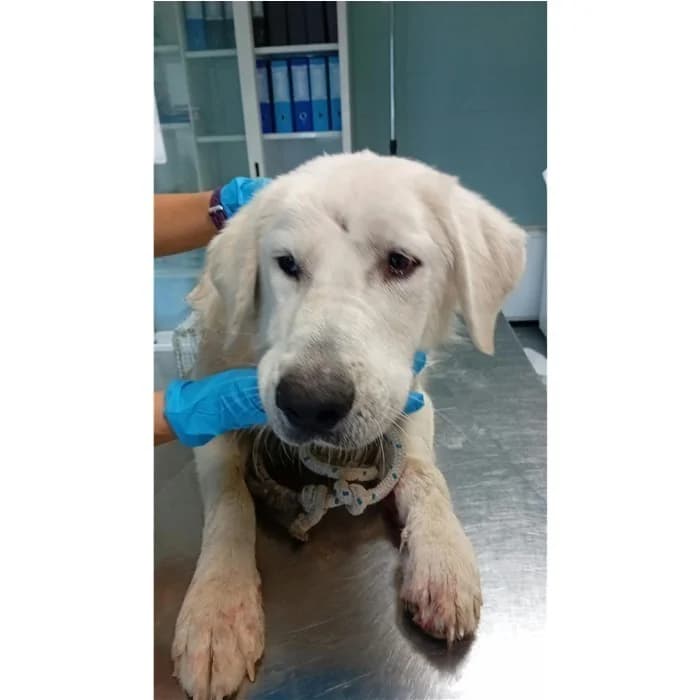 Matr. 2026/1698, Bianco female young mixed breed for adoption at Canile della Muratella, Rome