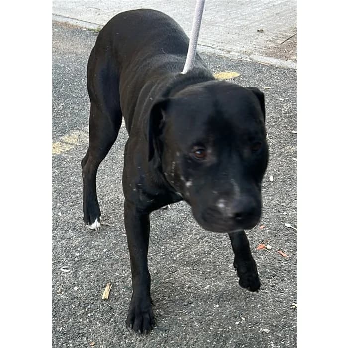 Push, Nero male young Pit Bull Terrier for adoption at Canile della Muratella, Rome