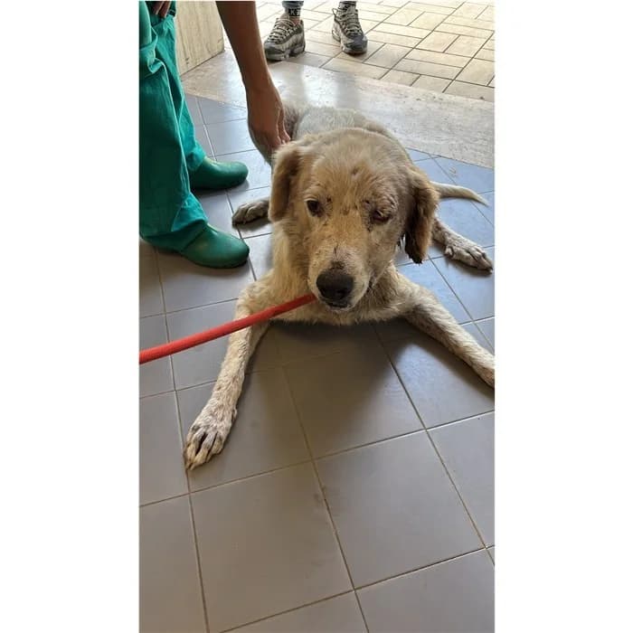 Ilde, Bianco female 7yo mixed breed for adoption at Canile della Muratella, Rome