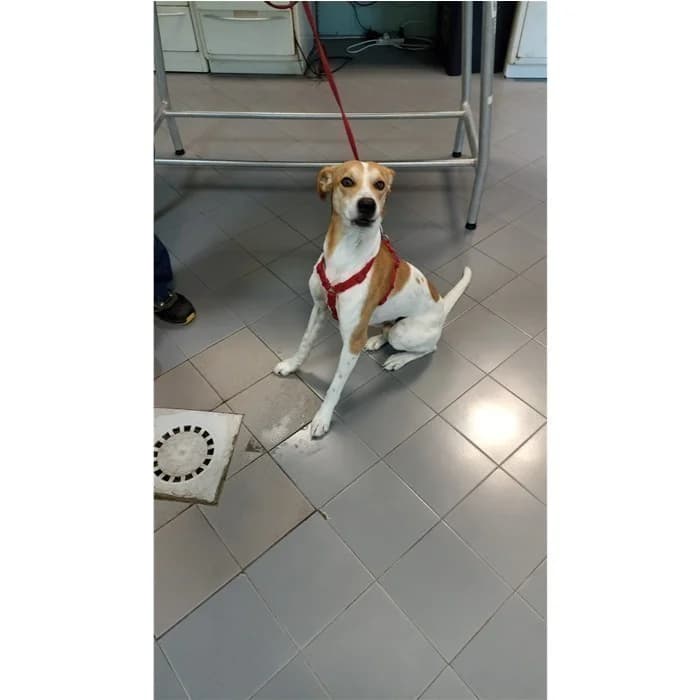Rocky, Bianco Fulvo male 5yo mixed breed for adoption at Canile della Muratella, Rome