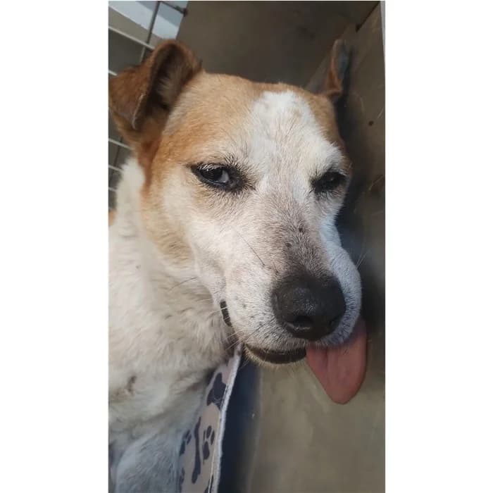 Matricola, bianco arancio male 5yo mixed breed for adoption at Canile della Muratella, Rome