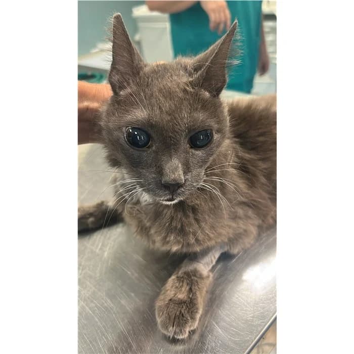 Matricola, Grigio female senior European Shorthair for adoption at Canile della Muratella, Rome