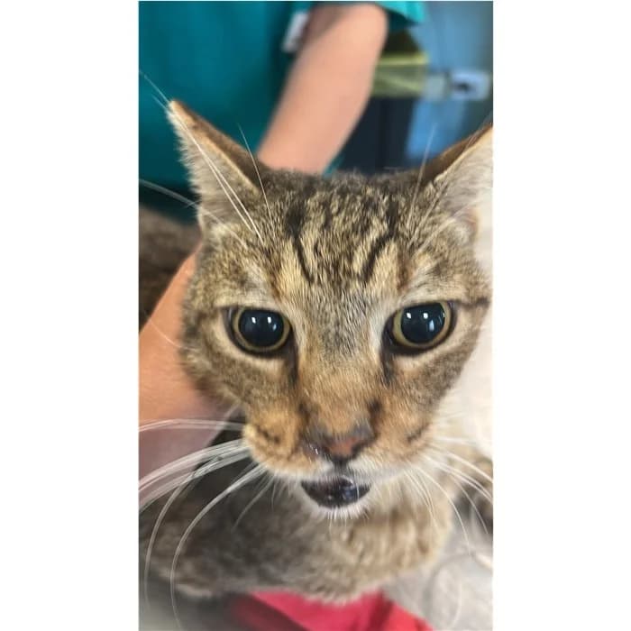 Matricola, Tigrato male senior European Shorthair for adoption at Canile della Muratella, Rome