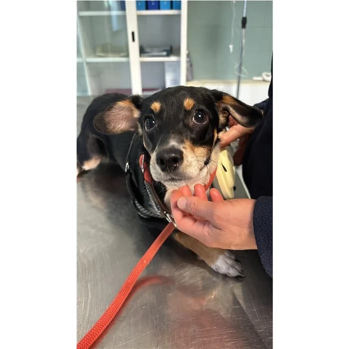 Matricola, tricolore male puppy mixed breed for adoption at Canile della Muratella, Rome