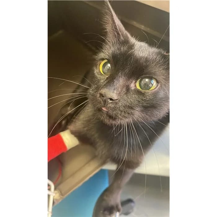 Matricola, Nero female puppy European Shorthair for adoption at Canile della Muratella, Rome
