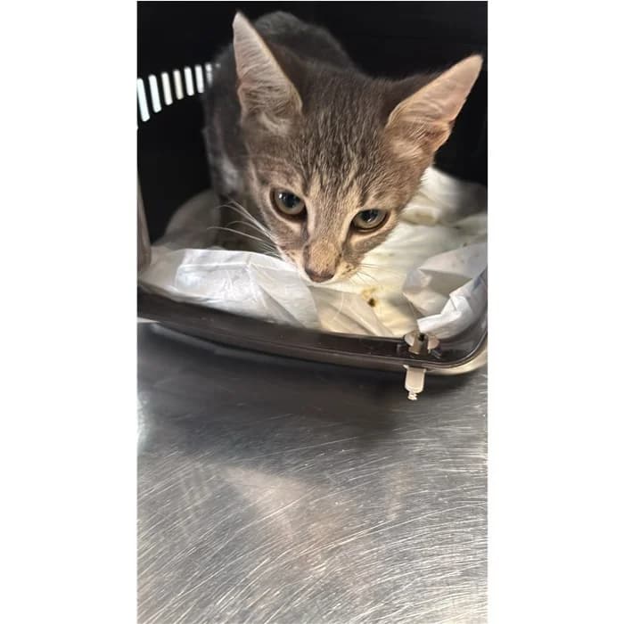 Matricola, bianco tigrato female puppy European Shorthair for adoption at Canile della Muratella, Rome