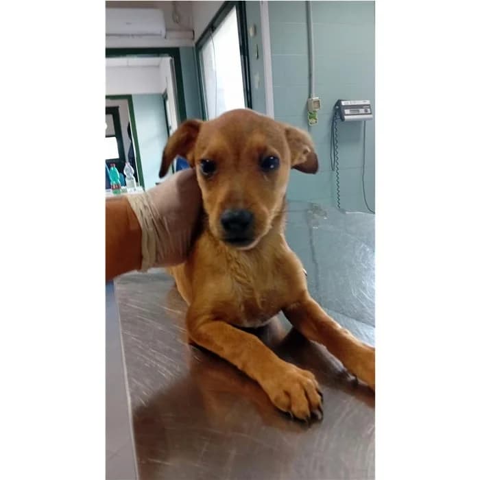 Matricola, Fulvo female puppy mixed breed for adoption at Canile della Muratella, Rome