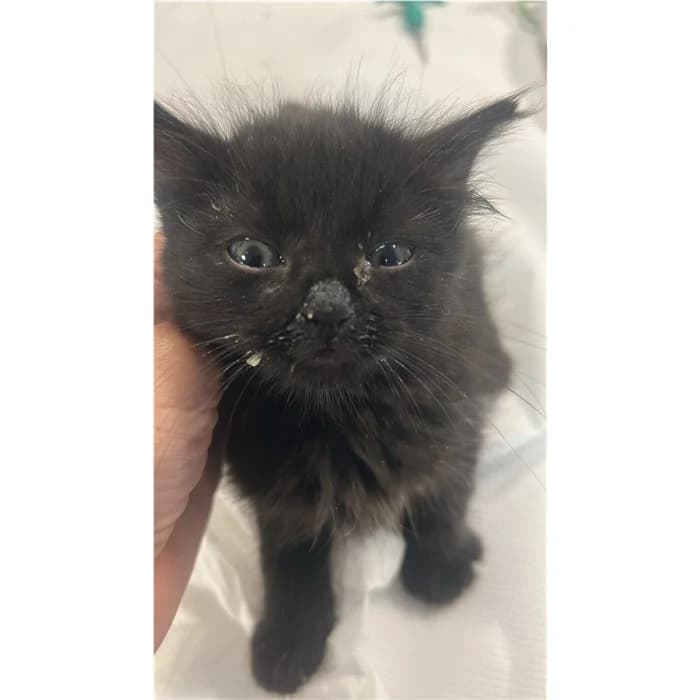 Matricola, Nero male puppy European Shorthair for adoption at Canile della Muratella, Rome