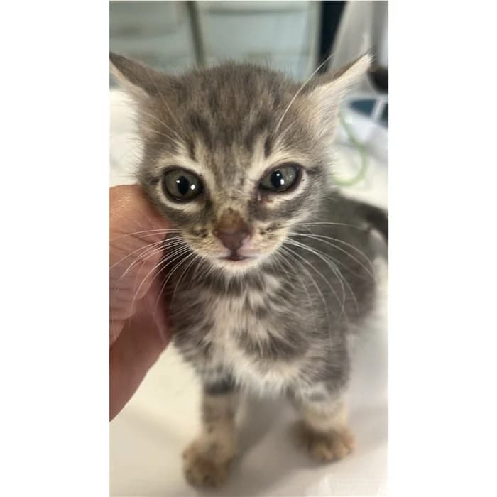 Matricola, Grigio male puppy European Shorthair for adoption at Canile della Muratella, Rome
