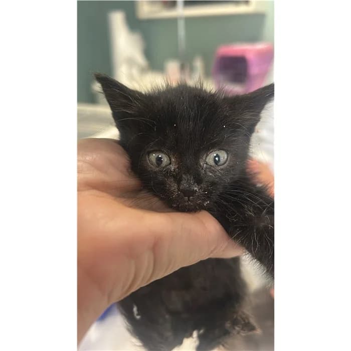 Matricola, Nero male puppy European Shorthair for adoption at Canile della Muratella, Rome