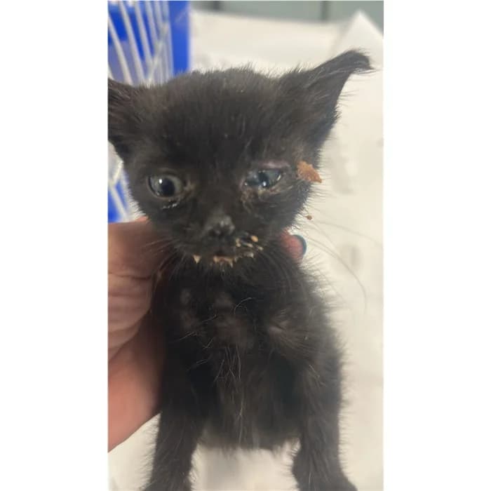 Matricola, Nero male puppy European Shorthair for adoption at Canile della Muratella, Rome