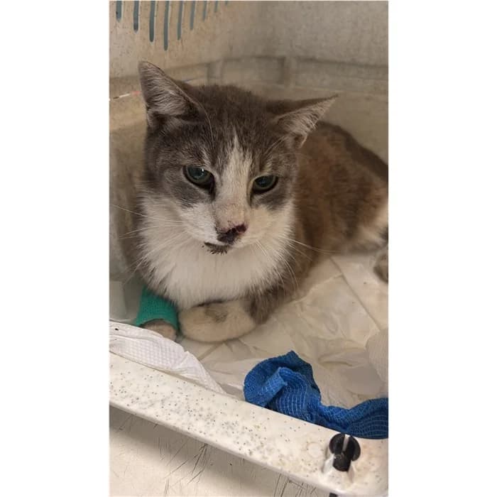 Matricola, bianco tigrato male 7yo European Shorthair for adoption at Canile della Muratella, Rome
