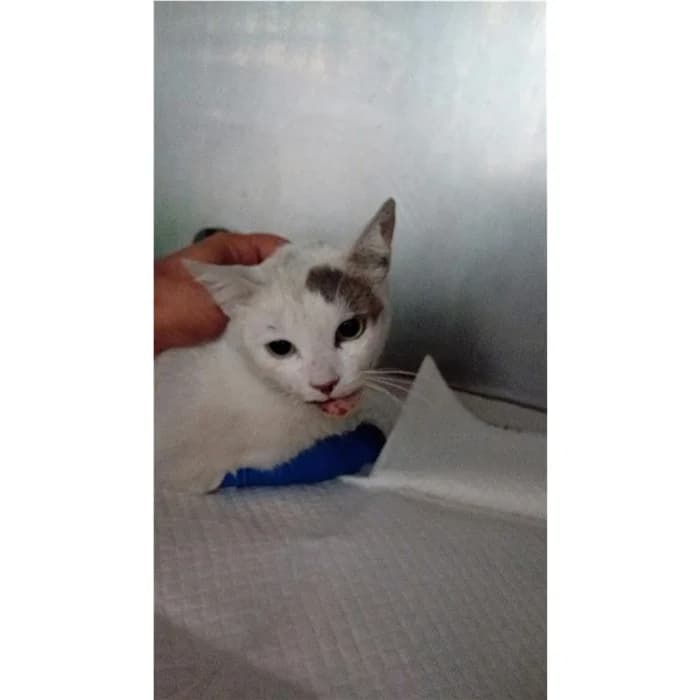 Matricola, bianco grigio male young European Shorthair for adoption at Canile della Muratella, Rome
