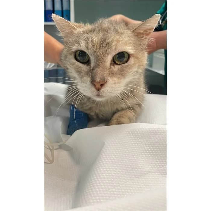Matricola, tricolore female senior European Shorthair for adoption at Canile della Muratella, Rome
