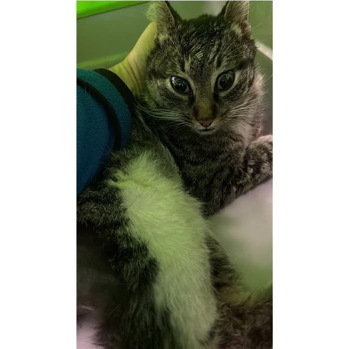 Matricola, Tigrato bianco female young European Shorthair for adoption at Canile della Muratella, Rome