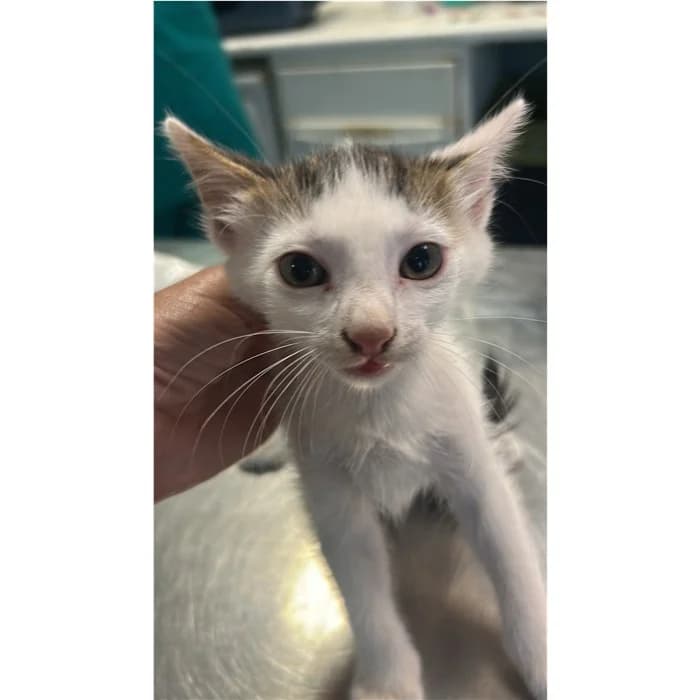 Matricola, bianco tigrato male puppy European Shorthair for adoption at Canile della Muratella, Rome