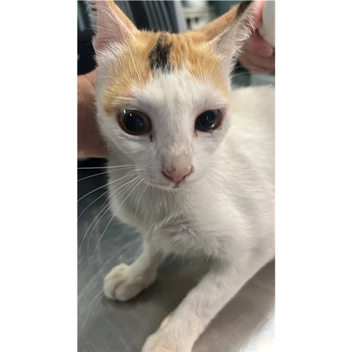 Matricola, tricolore female young European Shorthair for adoption at Canile della Muratella, Rome