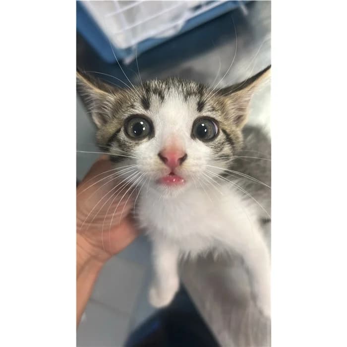 Matricola, bianco tigrato female puppy European Shorthair for adoption at Canile della Muratella, Rome
