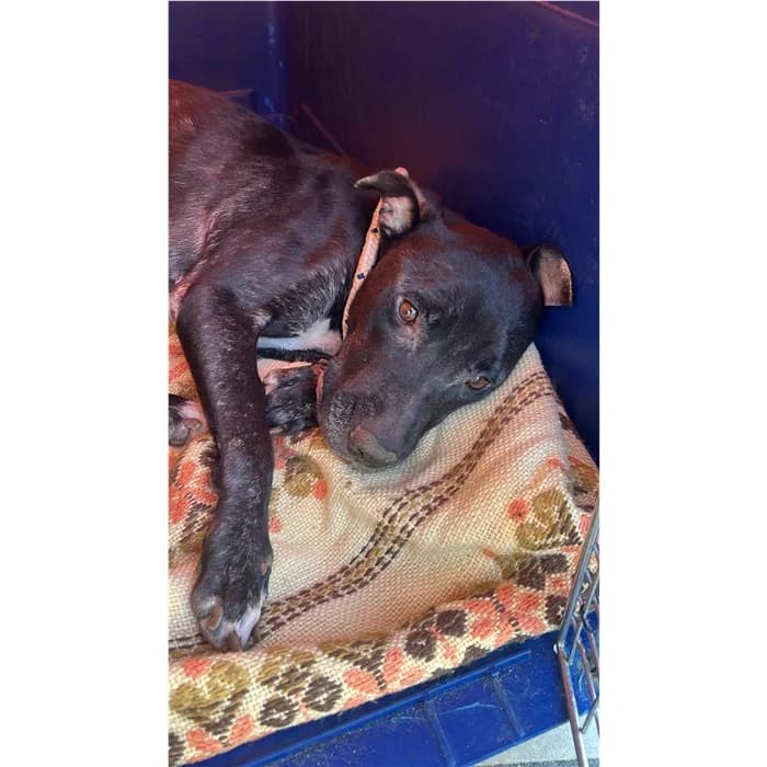 Granita, Tigrato female 6yo Pit Bull Terrier for adoption at Canile della Muratella, Rome