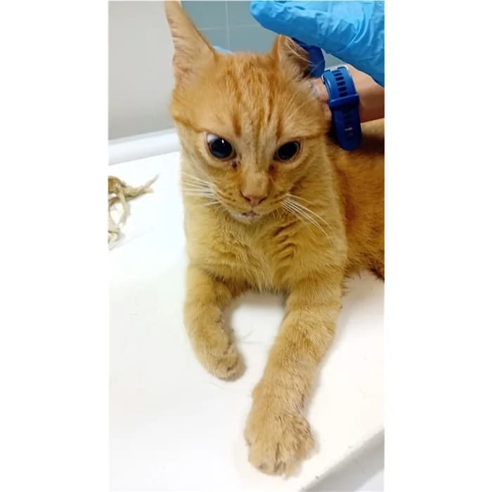 Matricola, Rosso tigrato male 6yo European Shorthair for adoption at Canile della Muratella, Rome