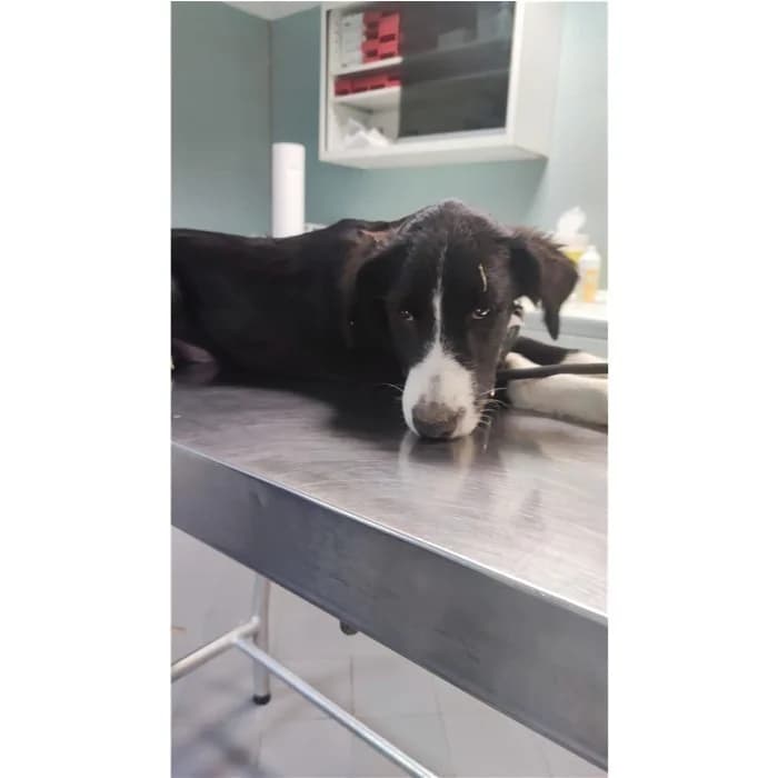 Aladin, Nero Bianco male 4yo Border Collie for adoption at Canile della Muratella, Rome