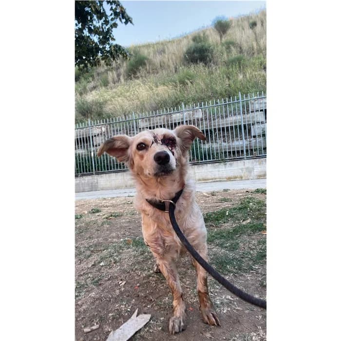 Etto, Fulvo female young mixed breed for adoption at Canile della Muratella, Rome