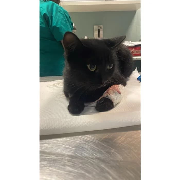 Matricola, Nero female young European Shorthair for adoption at Canile della Muratella, Rome
