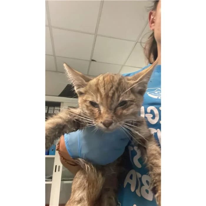 Matricola, Tigrato female puppy European Shorthair for adoption at Canile della Muratella, Rome