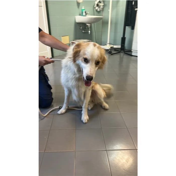 Matricola, bianco arancio male puppy mixed breed for adoption at Canile della Muratella, Rome